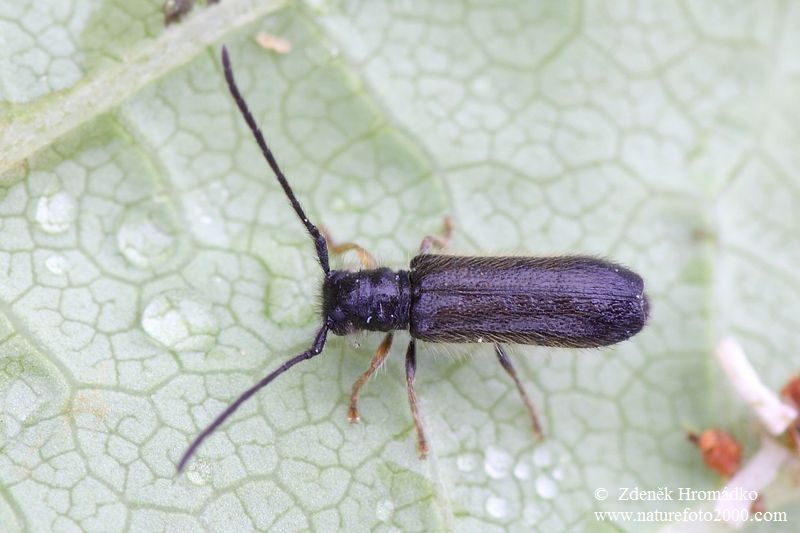 tesařík, Tetrops sp., Cerambycidae (Brouci, Coleoptera)
